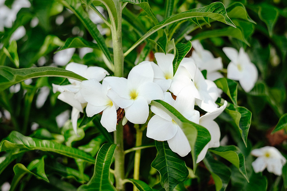 orchidées thaïlande