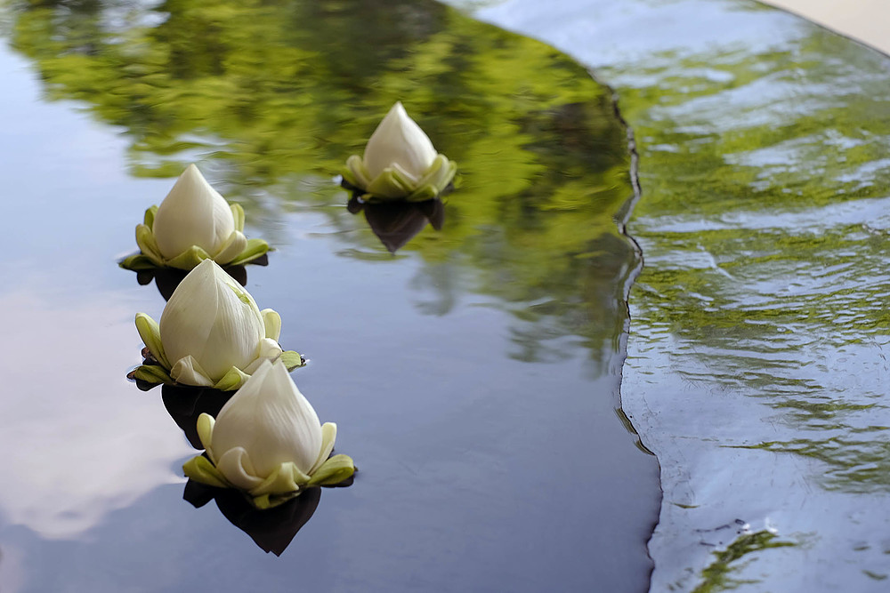 fleurs de lotus thaïlande