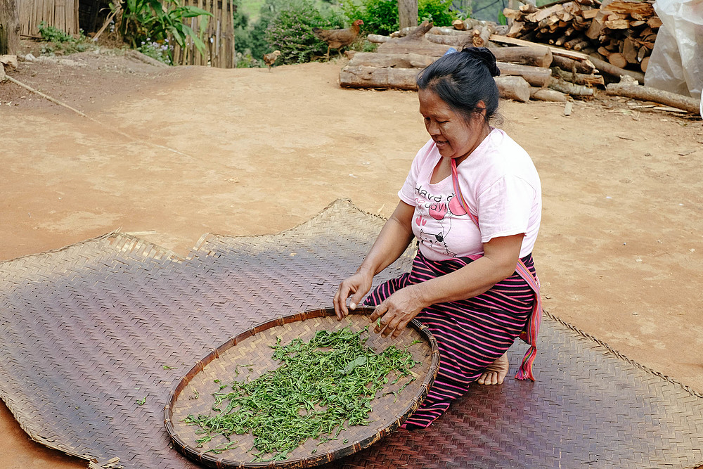 thé lahu thailande