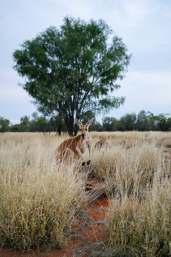 kangaroo sanctuary alice springs