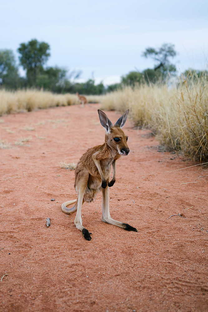 réserve de kangourous en australie