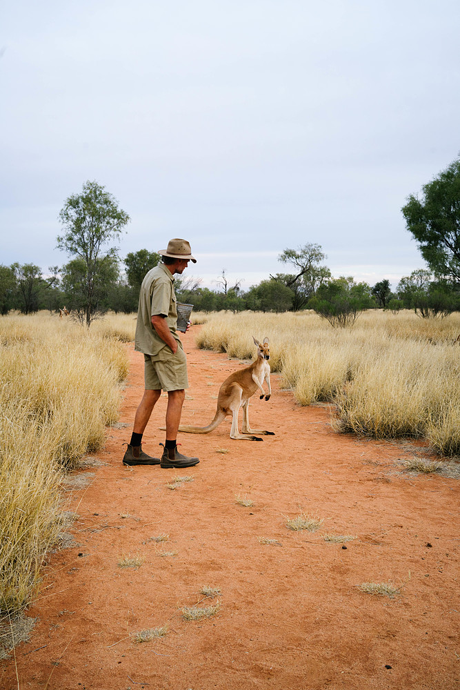 réserve de kangourous en australie