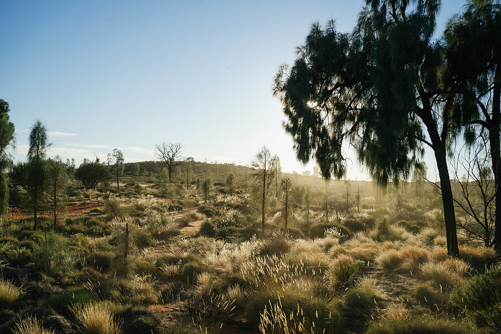 chameau à uluru