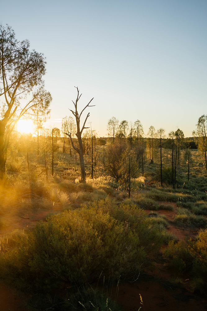 chameau à uluru