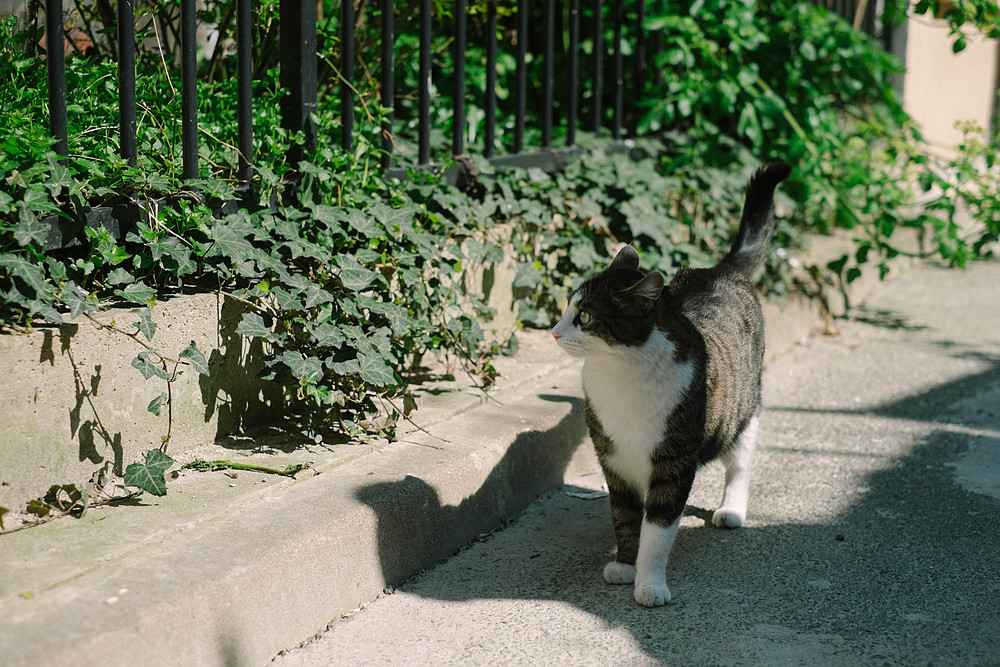 chat parisien