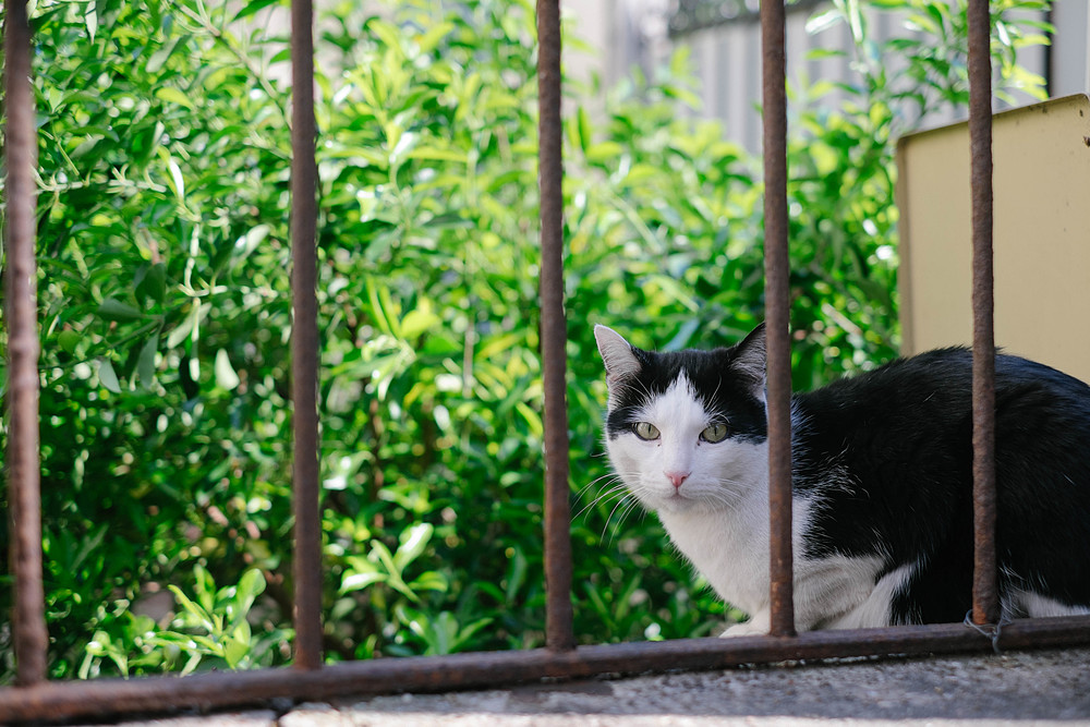 chat parisien cité de l'ermitage