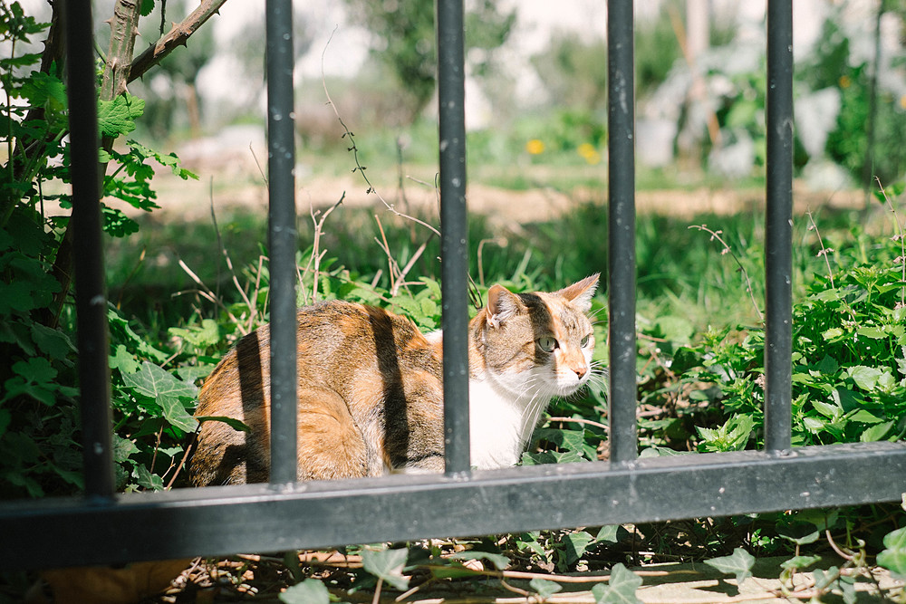 chat cité leroy paris