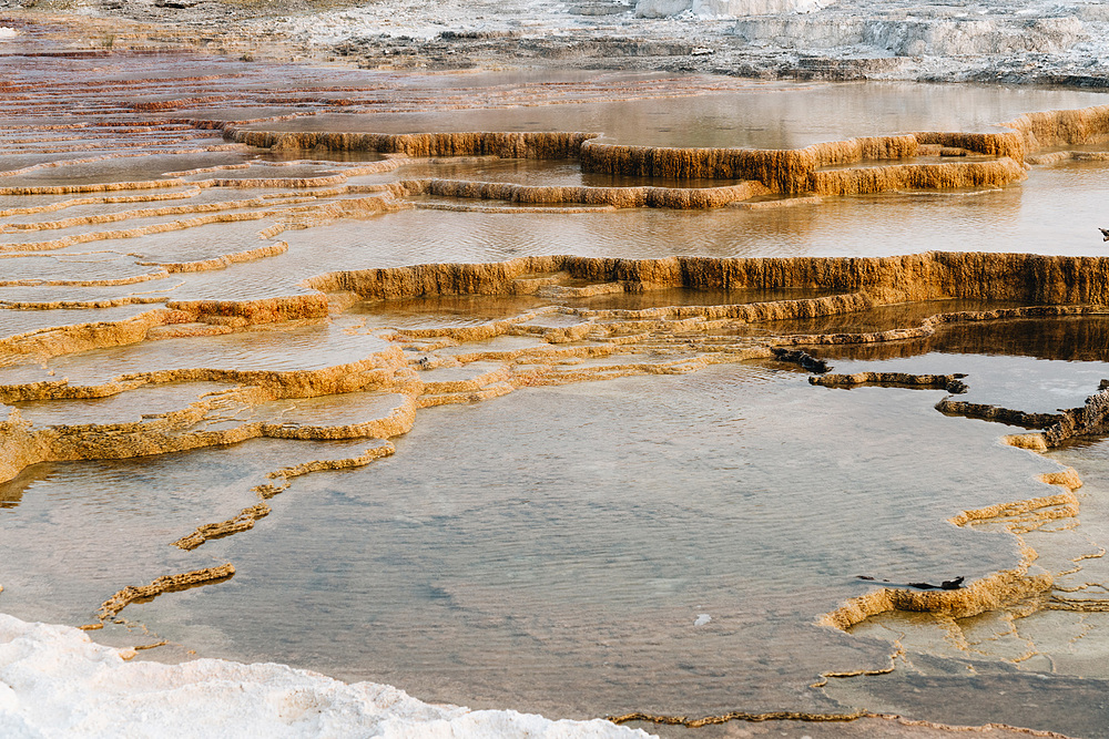 mammoth hot springs yellowstone