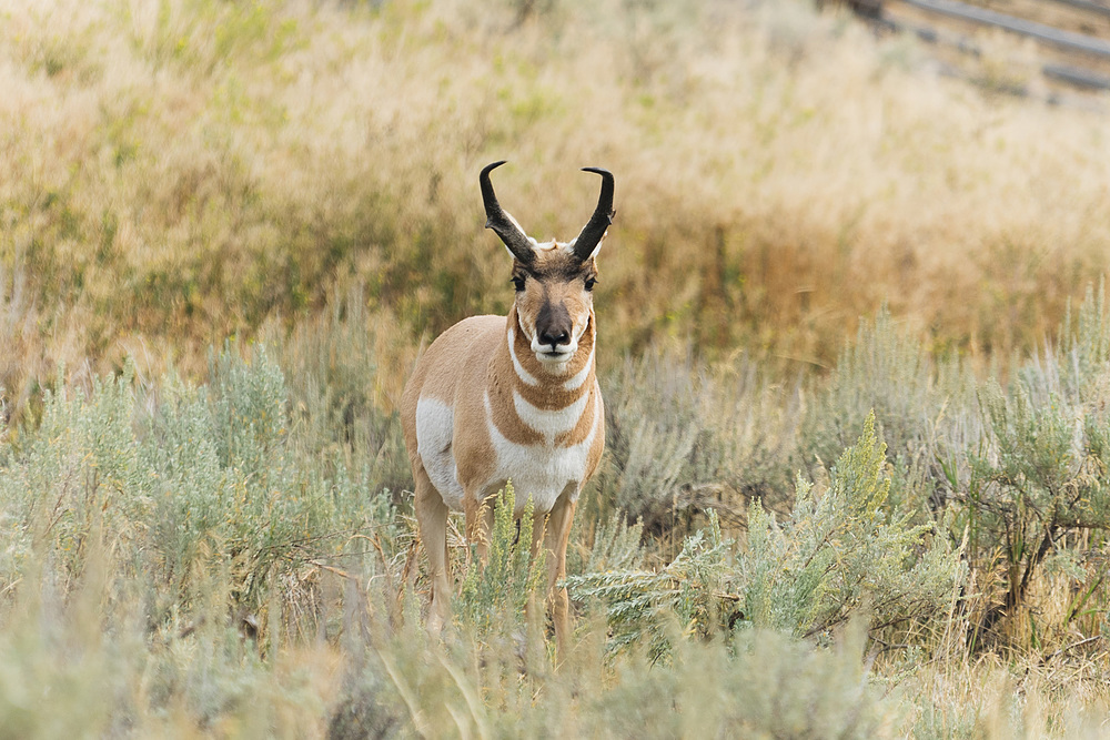 pronghorn yellowstone