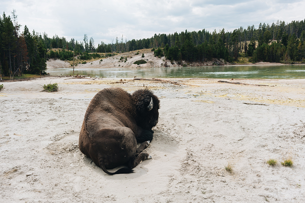 bison yellowstone