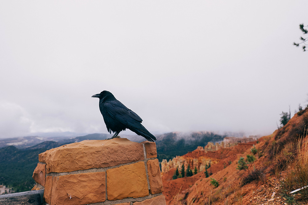 bryce canyon corbeau